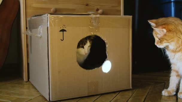 Cats play with the sunbeam from the mirror in a cardboard box, the cat slaps the second cat, two pets play at home — Stock Video