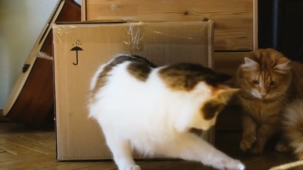 Dos gatos domésticos juegan con un rayo de sol de un espejo en una caja de cartón, dos mascotas juegan en casa — Vídeos de Stock