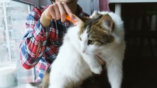 A man combs out a white cat. A man combs the pet hair sitting on the floor at home — Stock Video