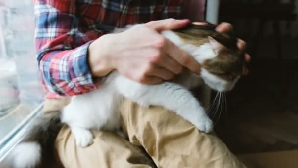 Mężczyzna głaszcze kota na kolanach — Wideo stockowe