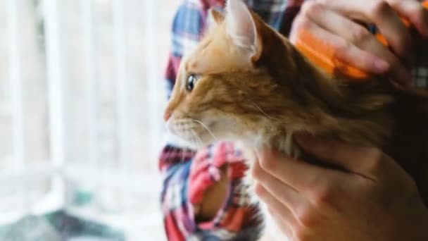 Un homme peigne la fourrure d'un chat rouge gros plan — Video