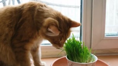 Evde yeşil çim yeme kırmızı kedi