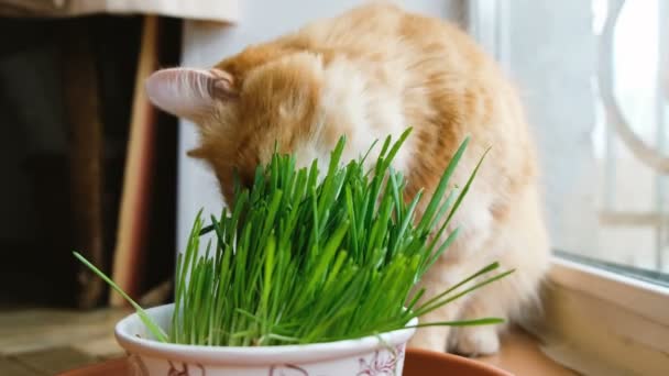 Gato Rojo Masticando Hierba Verde Casa Cerca — Vídeos de Stock