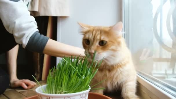 Menina penteia o gato vermelho em casa com coceira — Vídeo de Stock