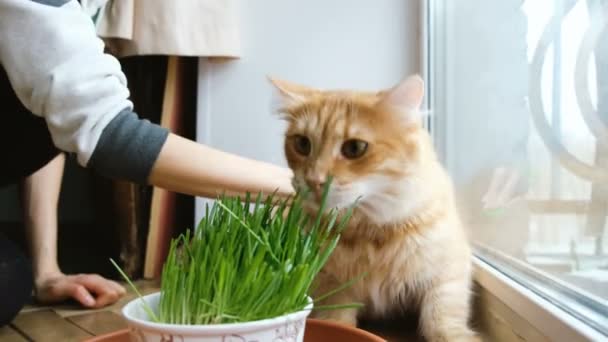 Flicka kammar röda katten hemma med klådan — Stockvideo