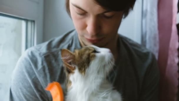 Człowiek rysy grzebień biały kot, kot całuje hosta zwolnionym tempie — Wideo stockowe