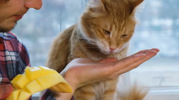 Κόκκινο γάτα τρώει μάνγκο από τα χέρια στην κουζίνα στο σπίτι, γκρο πλαν — Αρχείο Βίντεο