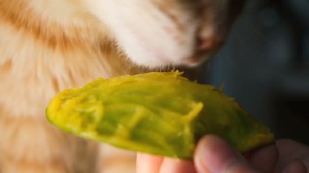 Accueil chat mange la mangue des mains du propriétaire close-up, slow motion — Video