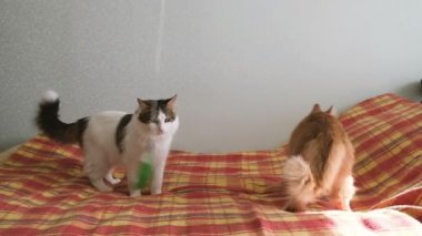 İki kedi tüy ağır çekimde yatağa ile oynamak