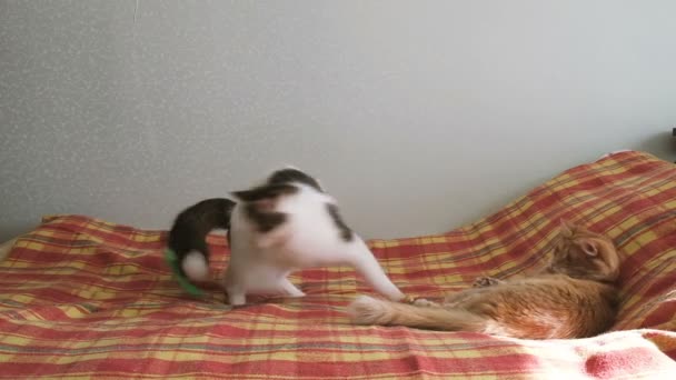 Zwei Katzen ich spiele mit einer Feder auf dem Bett — Stockvideo