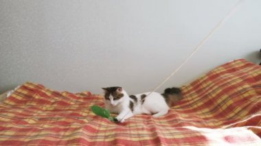 Beyaz kedi yatağı üzerinde bir tüy ile oynuyor, a evde beslenen hayvan kendi etrafında ağır çekimde dönüyor
