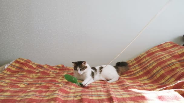 Gato blanco está jugando con una pluma en la cama, una mascota está girando a su alrededor en cámara lenta — Vídeo de stock