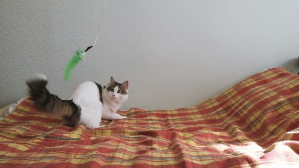 Die energische Katze spielt mit einer Feder auf dem Bett. Haustier dreht sich und springt hinter dem Spielzeug her, Zeitlupe — Stockvideo