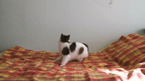 Energieke kat springt over de pen op het bed en draait zich om, slow-motion — Stockvideo