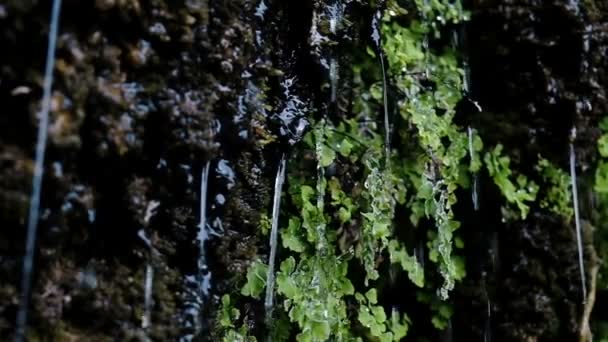 Vatten rinner från växterna och droppar köra ner bladen slow motion — Stockvideo