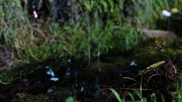 물과 지상에, 샤워는 밝아진 drips 슬로우 모션 — 비디오