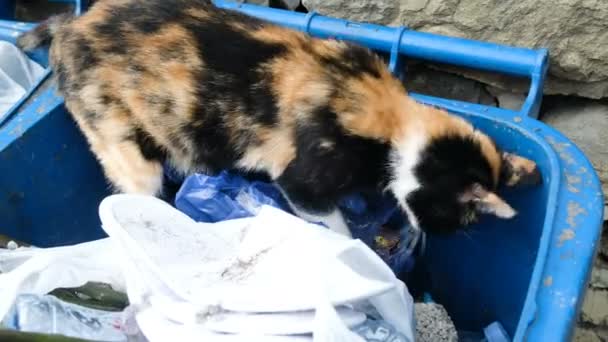 Gato callejero sin hogar está buscando comida en el contenedor de basura — Vídeo de stock