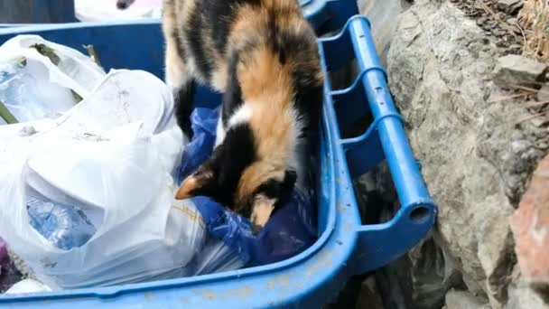 Gato faminto sem-teto está olhando uma comida no lixo, animal cavando em sacos — Vídeo de Stock