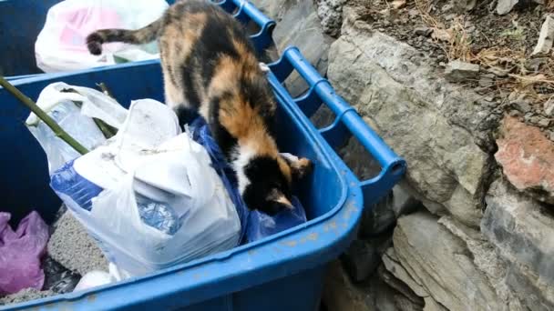 Άστεγο Γάτα Δρόμο Ψάχνει Για Τρόφιμα Για Σκουπίδια Και Δόντια — Αρχείο Βίντεο