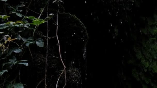 Капли стекают со скалы с растениями, дождь капает из камней, замедленное движение — стоковое видео
