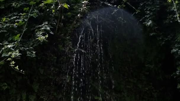 Des gouttes coulent des plantes sur une roche, éclaboussures de cascade, au ralenti — Video