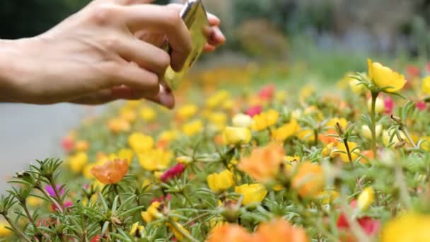 Женщина стреляет цветами в смартфон и нажимает на экран телефона крупным планом — стоковое видео