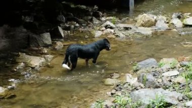 Köpek ayakta nehre ve su izlerken hareket etmiyor