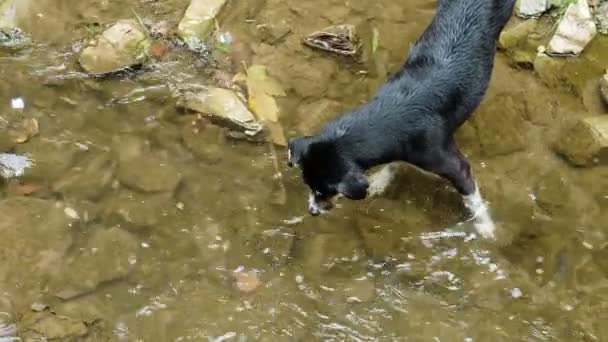 Bezpański pies spacery w rzece, poluje na ryby i wygląda do wody — Wideo stockowe