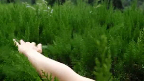 Una chica sostiene su mano sobre un arbusto verde suave, disfruta de un toque de naturaleza — Vídeo de stock