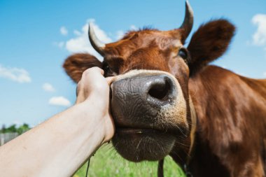 Adam okşayarak inek, yakın çekim.