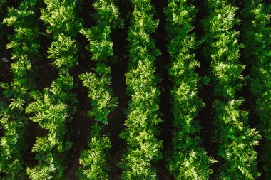 Düz satırlar havuç tops bir yatakta, üstten görünüm