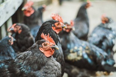 Siyah horoz ve kamera Köy tavukları bakmak