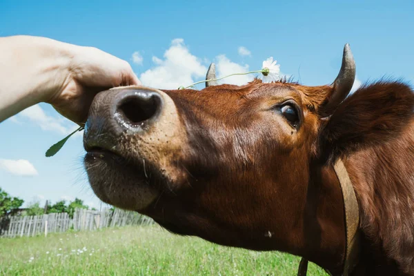 Una vaca roja mira a la cámara, acariciando una vaca de cerca . — Foto de Stock