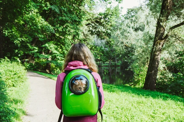 A séta, nézett ki az ablakon, egy hátizsák, séta a parkban, egy napsütéses nyári napon egy macska hordozó vörös macska. — Stock Fotó