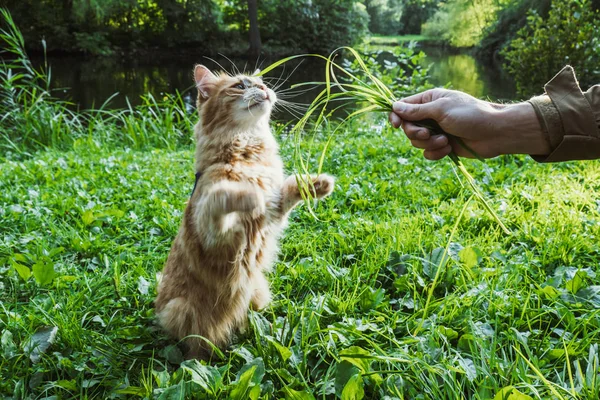 Μια κόκκινη γάτα τρώει γρασίδι στο πάρκο — Φωτογραφία Αρχείου