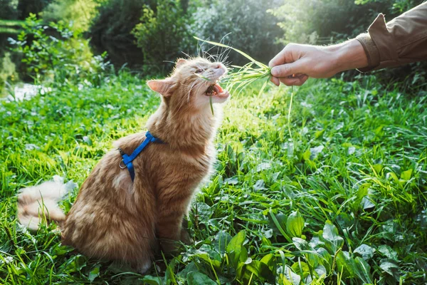 Красная кошка ест траву в парке — стоковое фото