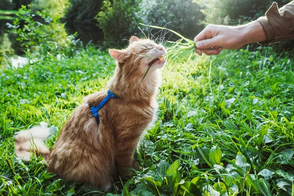 Um gato vermelho está comendo grama no parque — Fotografia de Stock