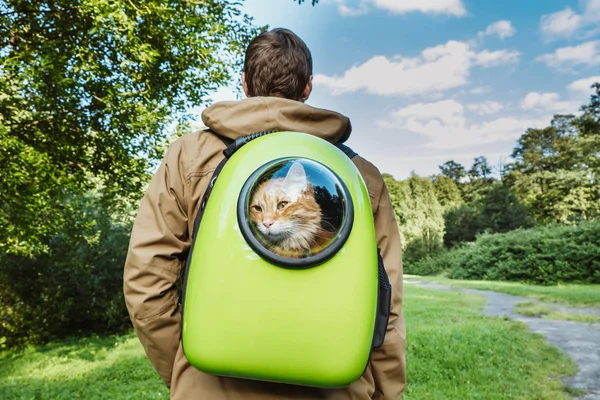 Gato vermelho na caminhada, olhando pela janela carregando uma mochila, caminhe com um gato no Parque em um dia de verão . — Fotografia de Stock