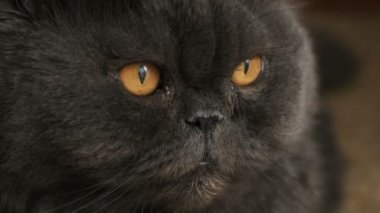 Yerde yatarken ve yana doğru seyir sarı gözleri ile yakın çekim kedi