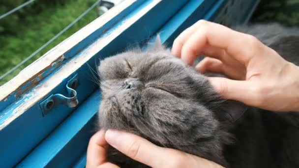 Vrouw krassen op een Perzische kat op het balkon, een tevreden huisdier sluit zijn ogen van plezier. — Stockvideo