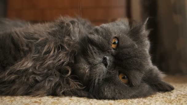 Kedi halı üzerinde yatıyor ve pençeleri ileri yakın çekim çeker — Stok video