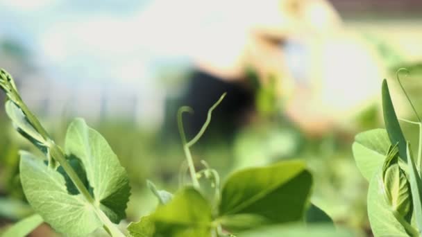 麦わら帽子の女の子が夏の避暑地の別荘の庭の雑草のベッドを雑草します。 — ストック動画