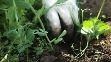 Elinde bir çiftlikte - kaldırır otlar bahçeden, çalışma eldiven yere yakın çekim weeds