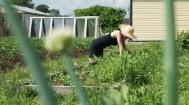 Kadın hasır şapka ve eldiven yabani ot Bahçe yatağından bezelye Bahçe ayıklayacaktır kaldırır