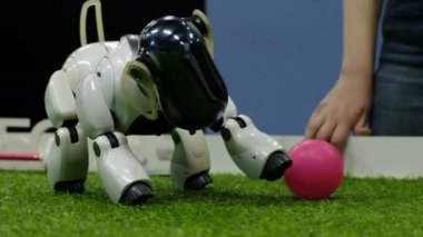St. Petersburg, Rusya Federasyonu - 12 Kasım 2018: Robot köpek topu bastırıyor