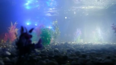 St. Petersburg, Rusya - 12 Kasım 2018: Balık robot gezen bir akvaryum içinde ampuller ile