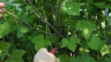 Adam bahçıvan makasıyla kesme kuru dalları eller