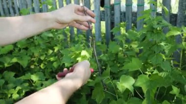 Adam bahçıvan el kesme makası ile şube Kuru
