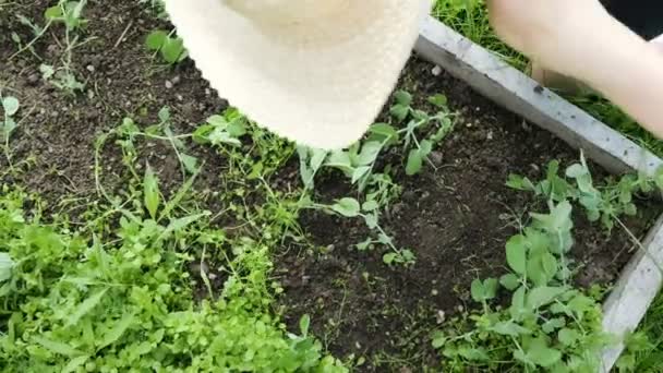 La donna in un cappello e guanti lavora in una fattoria - toglie erbacce dal giardino, piselli di erbacce — Video Stock