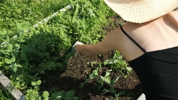 Vrouw in een strooien hoed en handschoenen verwijdert onkruid uit de tuin, wieden erwten — Stockvideo